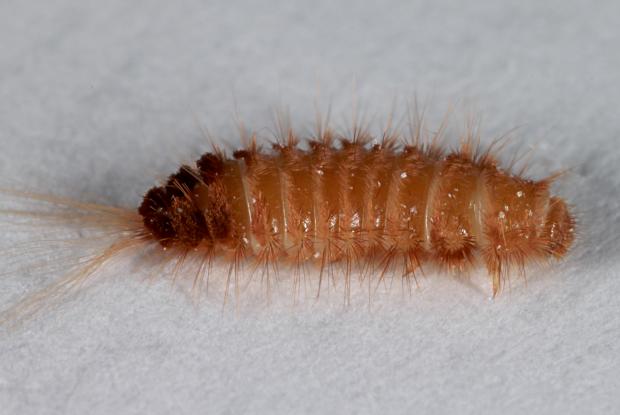 Trogoderme des entrepôts Trogoderma variabile, Québec, Canada.