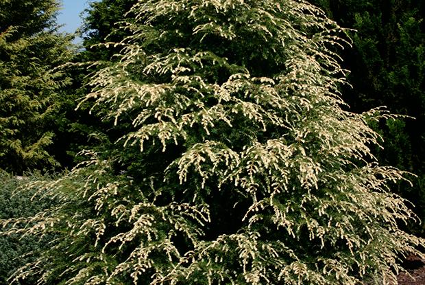 Tsuga canadensis 'Summer Snow'