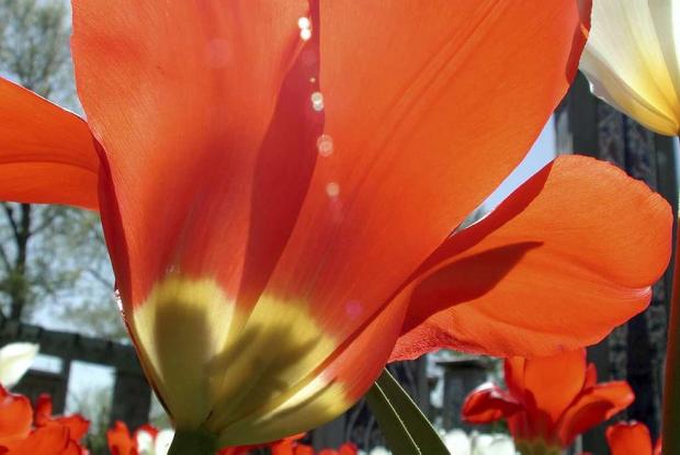 Tulipe au Jardin de la paix Tulipe au Jardin de la paix