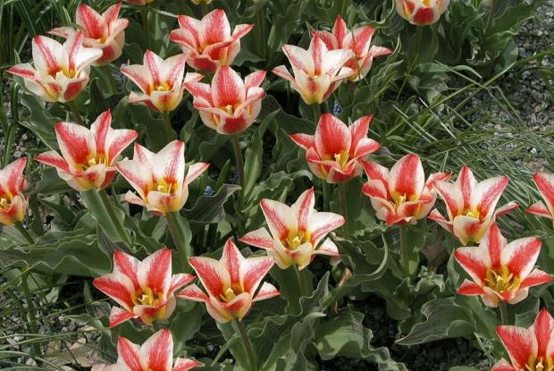 Tulipa 'Pinocchio'