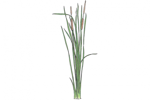 Typha angustifolia