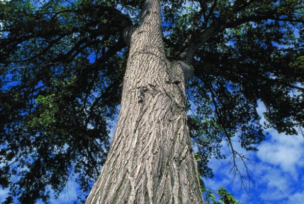 Ulmus americana.