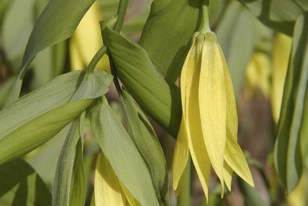 Uvularia grandiflora