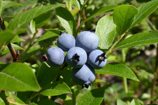 Vaccinium angustifolium