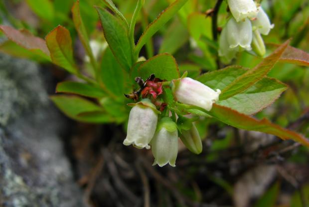 Vaccinium angustifolium