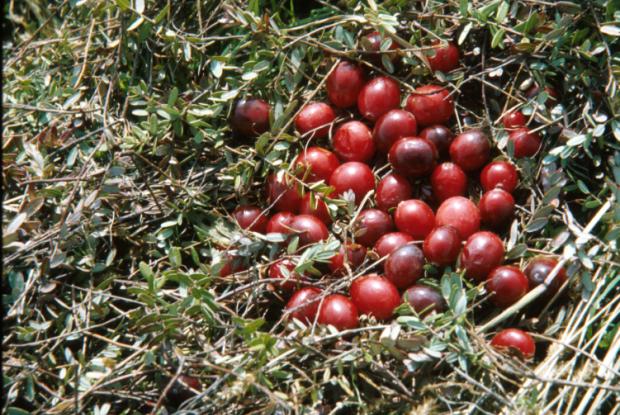 Vaccinium macrocarpon