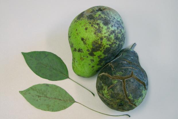 Venturia pirina