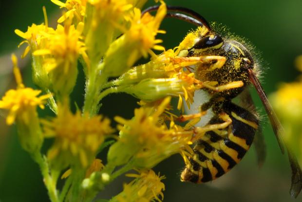 Vespides, Dolichovespula arenaria.