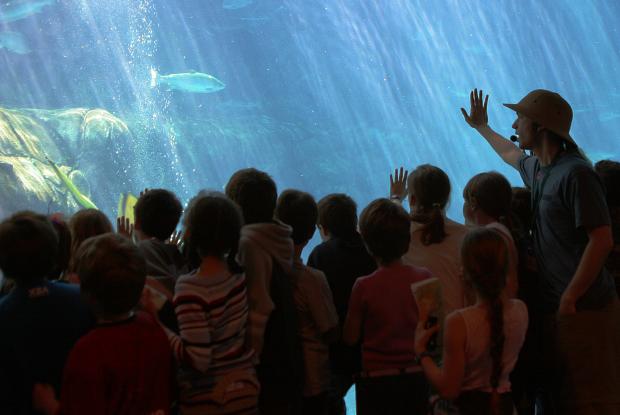 Visitors to the Gulf of St. Lawrence Ecosystem