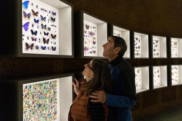 A couple looks at insect displays in the Insectarium Dome.