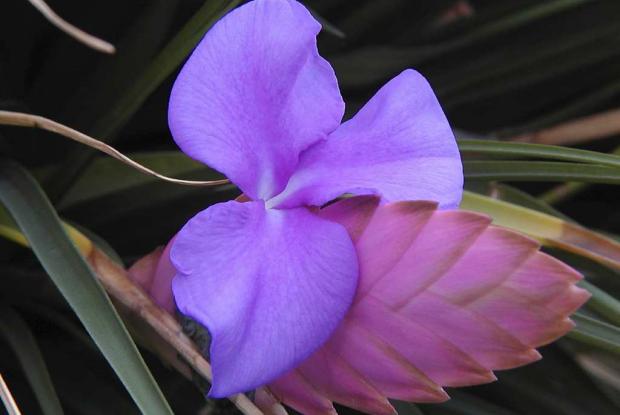 Bromeliad Vriesea