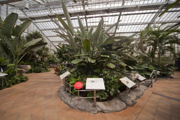 La serre d'accueil Molson abrite des végétaux de grande taille qui font partie des Monocotylédones.