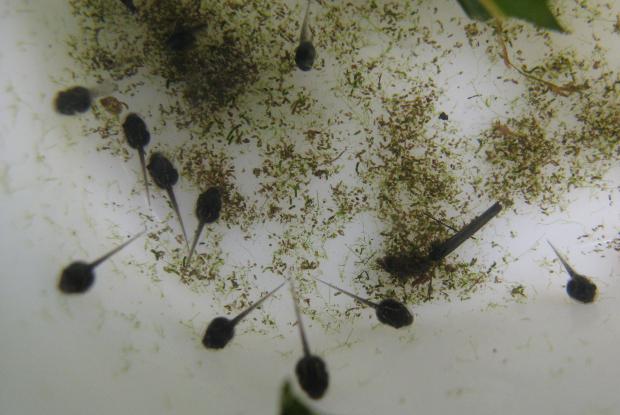 Tadpoles of western chorus frogs