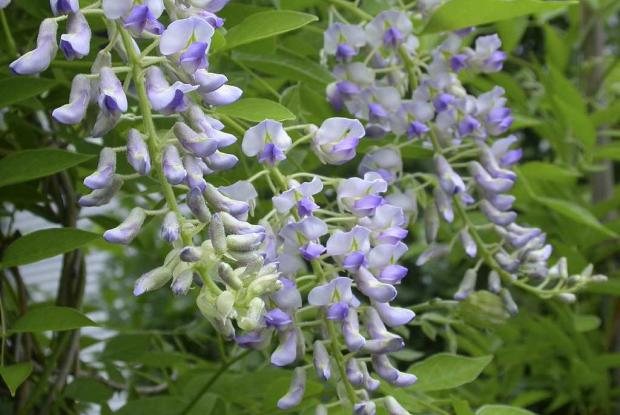 Wisteria frutescens