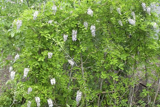 Wisteria frutescens