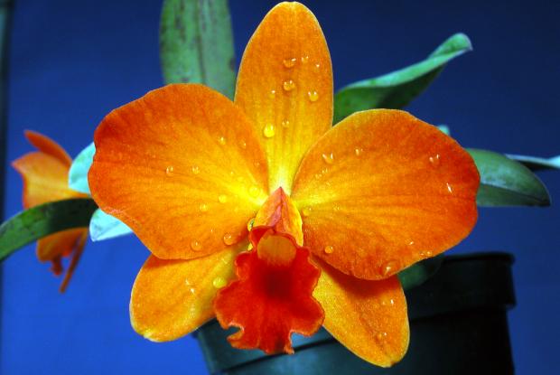 X Sophrolaeliocattleya 'Mango Spice'