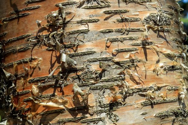 Yellow birch bark