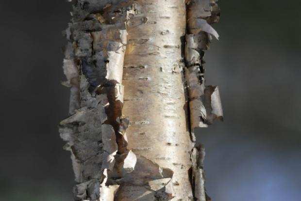 Yellow birch bark