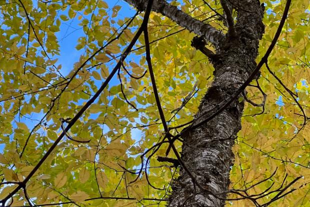 Yellow birch in automn