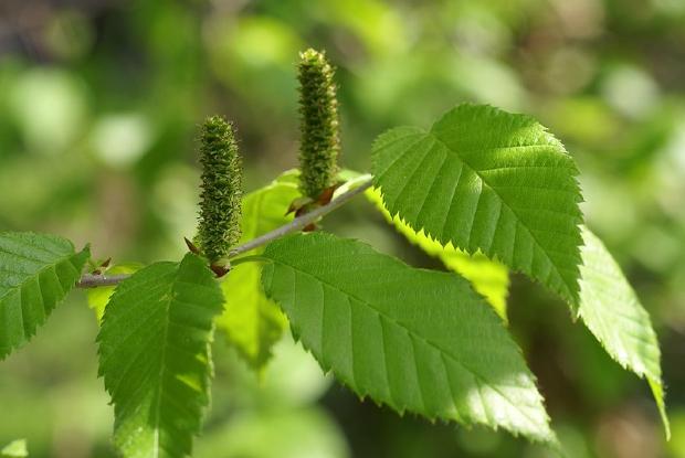 Yellow birch leaves and catkins