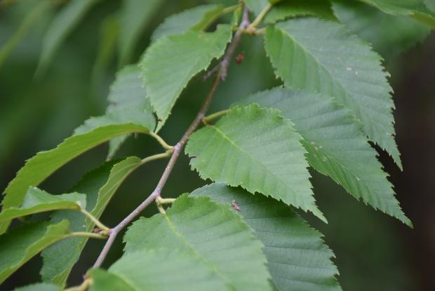 Yellow birch leaves