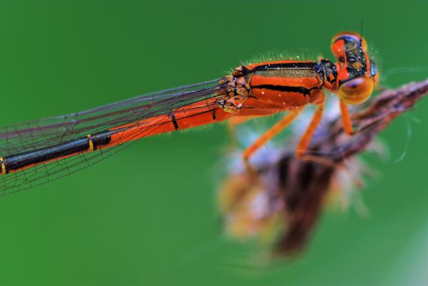 Zygoptera