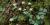 Coptis trifolia