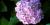 Hydrangea macrophylla 'Nikko Blue'