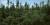 Picea mariana