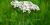 8 - Common yarrow
