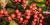 Common winterberry