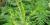 Ragweed (Ambrosia artemisiifolia) - inflorescence