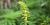 Ragweed (Ambrosia artemisiifolia) - male flowers releasing pollen
