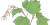 Acer spicatum