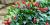 Aeschynanthus sp.