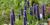 Blue giant hyssop