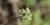 Wild leek (Allium tricoccum).
