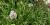 Allium tuberosum 'Mauve'