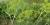 Anethum graveolens