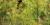 Anethum graveolens