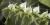 Angraecum eburneum ssp. superbum