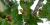Oak leaf affected by anthracnose disease 