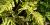 Anthriscus cerefolium