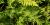 Anthriscus cerefolium