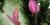 Anthurium 'Purple plum'