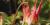 Aquilegia canadensis