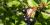 Aronia melanocarpa