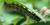 Automn leaf caterpillar