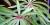 Begonia luxurians
