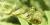 Blechnum brasiliense